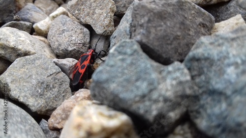 beetle on rock