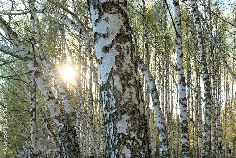 Fototapeta premium Birch forest in the spring.