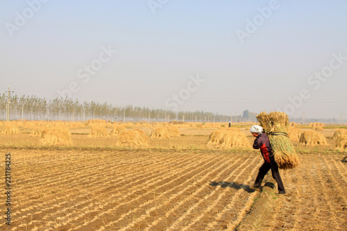 farmers were carrying straw in the rice fields, china.