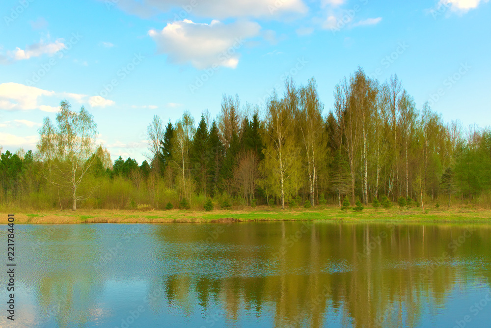 Grove on the shore of the pond in the spring. Russia.