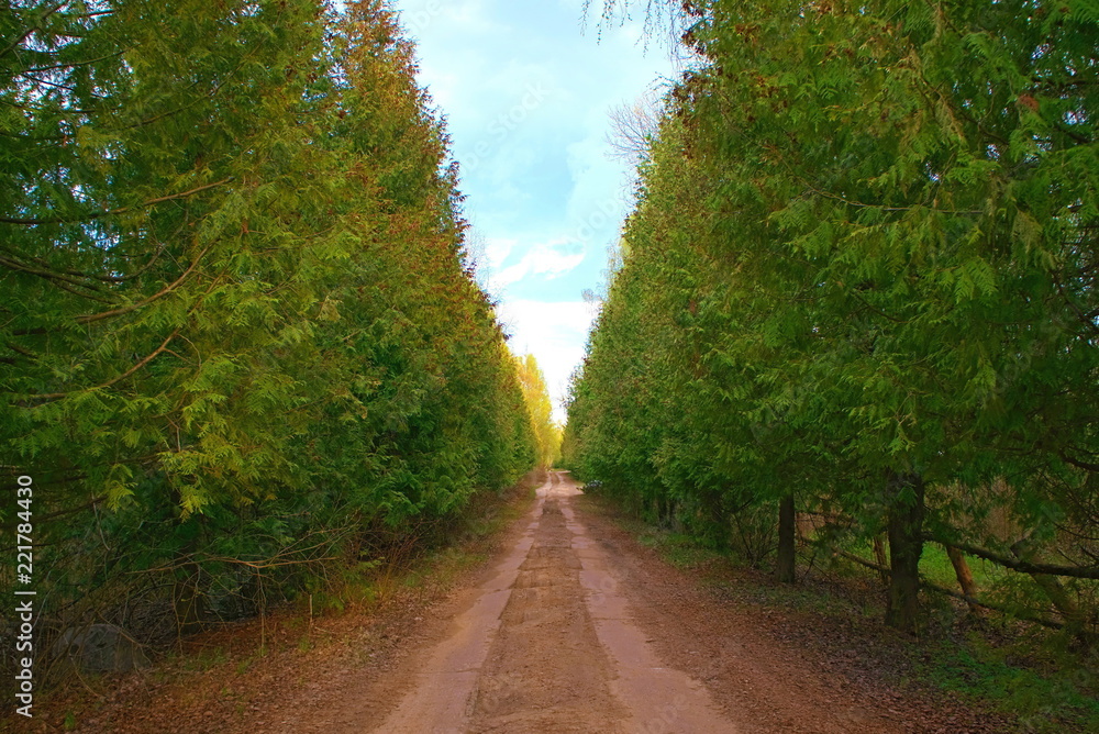 Fototapeta premium Country road between the ranks of the Tui.