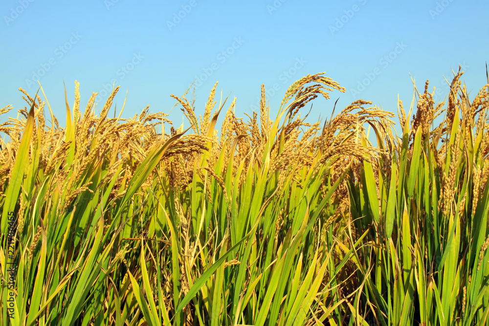 Obraz premium rice scenery