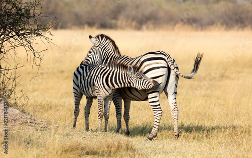 Plains zebra  Equus quagga  with young in the grassy nature  evening sun