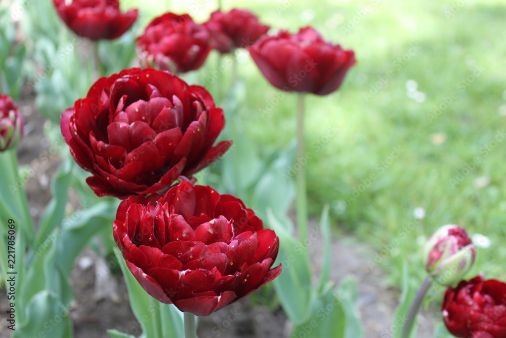 Tulips Tulips