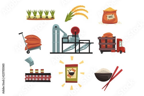 Infographic template of rice production from cultivation to finished product cultivation, drying, harvesting, transportation to factory, milling, packaging, ready product.