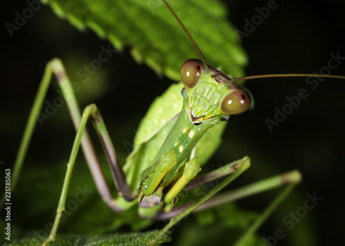 Praying mantis Mantis religiosa © Diarmuid