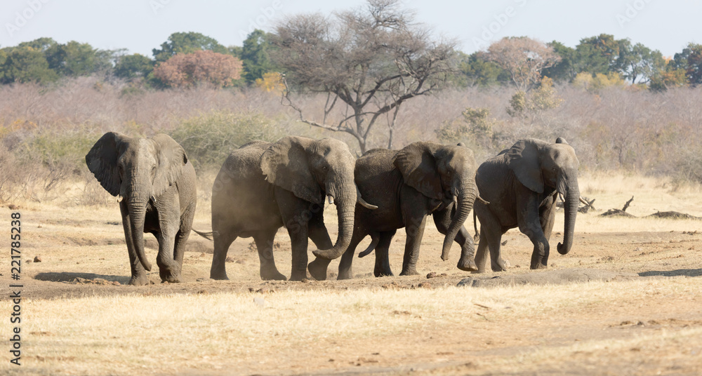 Group of african elephants at a waterhole Group of african elephants at a waterhole