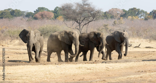 Group of african elephants at a waterhole