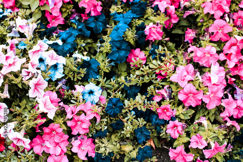 colorful flowerbed in the garden. view from above. © Anton