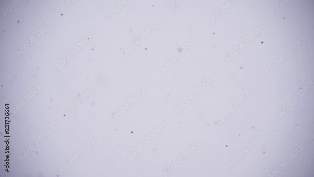Abstract background of particles of snowflakes which slowly fall on a white background Slow motion Real snow Abstract background of particles of snowflakes which slowly fall on a white background Slow motion Real snow