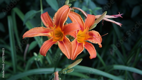 orange lily in garden