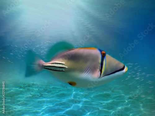 Picasso triggerfish underwater