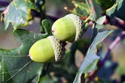 Bright green white oak acorns and leaves on branches, soft blurry background