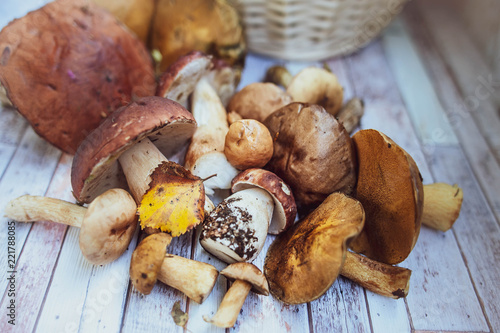 Mushrooms on the table, autumn, mushroom background, porcini and brown cap boletus