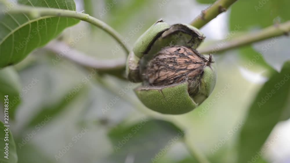 ripe walnut inside cracked green shell on tree branch ready to go by late summer ripe walnut inside cracked green shell on tree branch ready to go by late summer