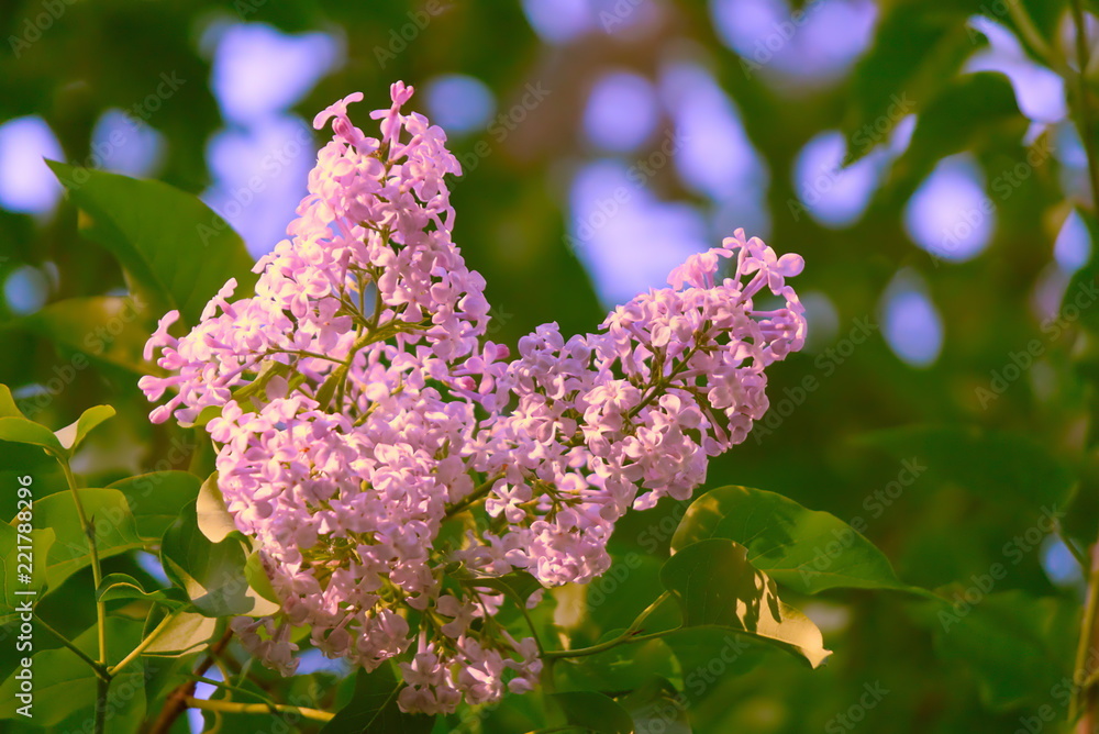 Lilac flowers. Lilac flowers.