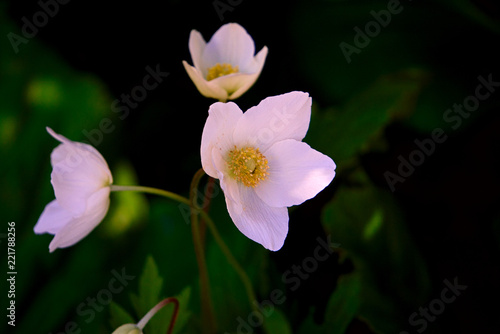 White anemones.