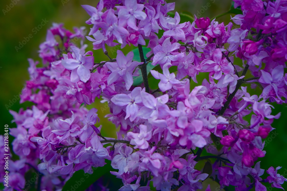 Fototapeta premium Flowers of terry lilac close-up.