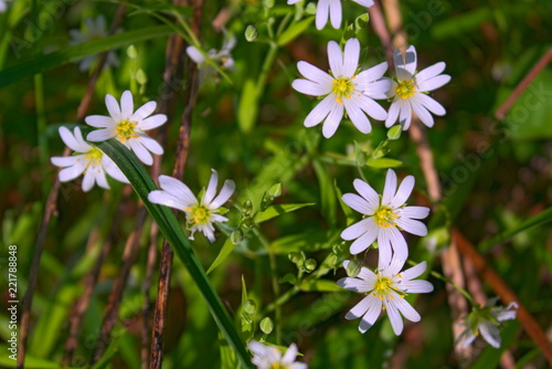 Starry Caryophillaceae white flower of spring forest.