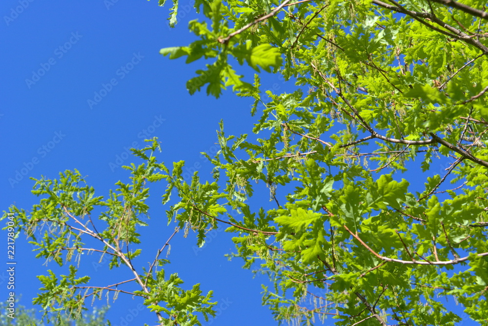 Fototapeta premium Oak branches with young foliage.