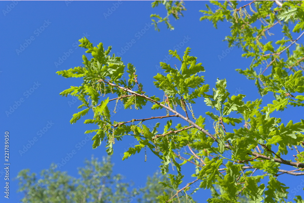 Fototapeta premium Oak branches with young foliage.