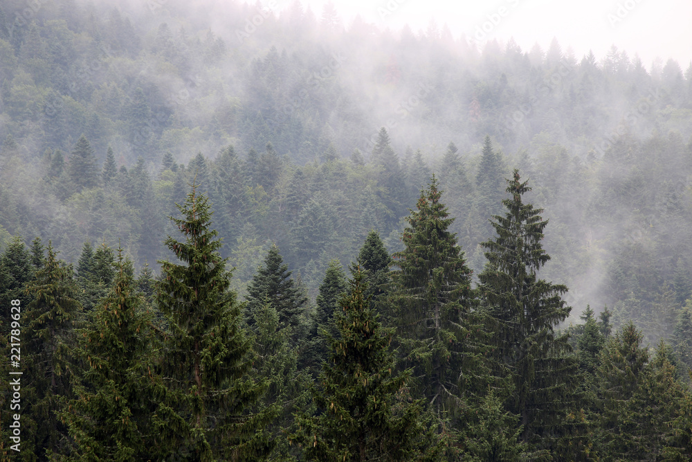 Obraz premium las w jesiennym sezonie mgły
