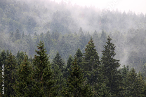 forest in the fog autumn season