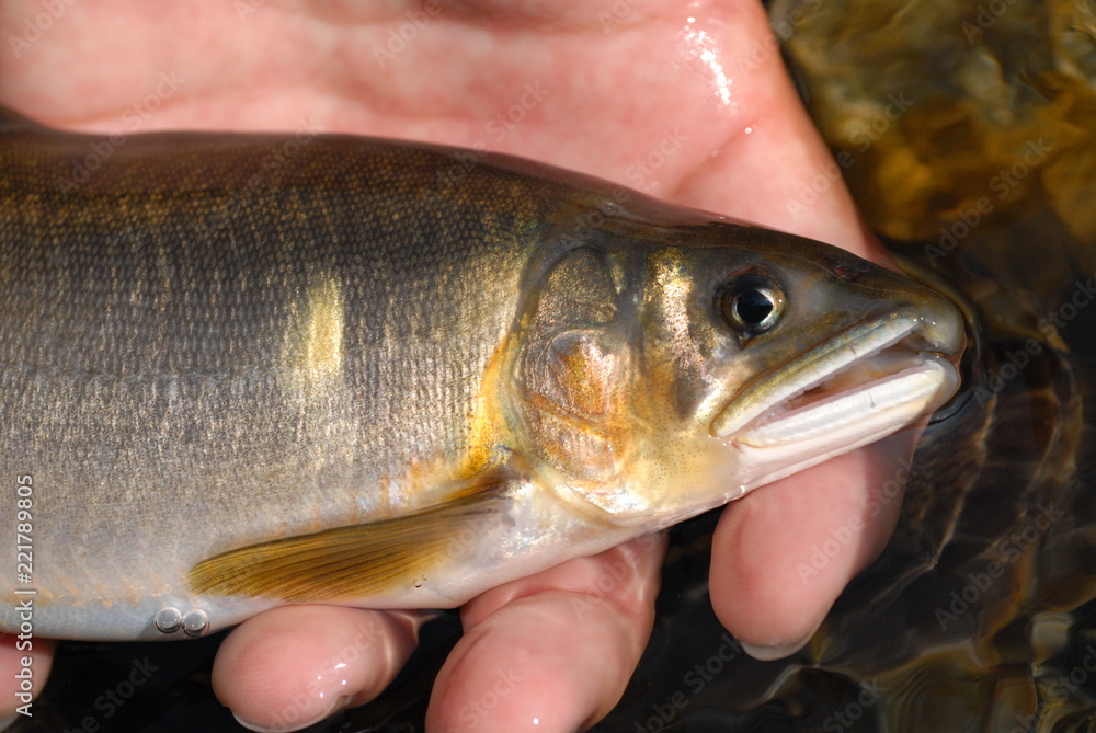 釣り上げられた鮎 釣り上げられた鮎