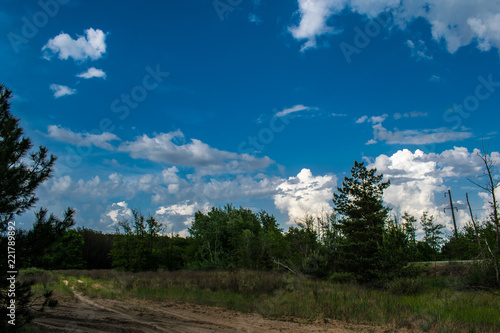 Pine forest, vegetation in Russia in the Rostov region. Firs and trees in the warm season, over the sky with clouds, in summer and in spring. Sand trails for walking on fresh and fragrant air from con