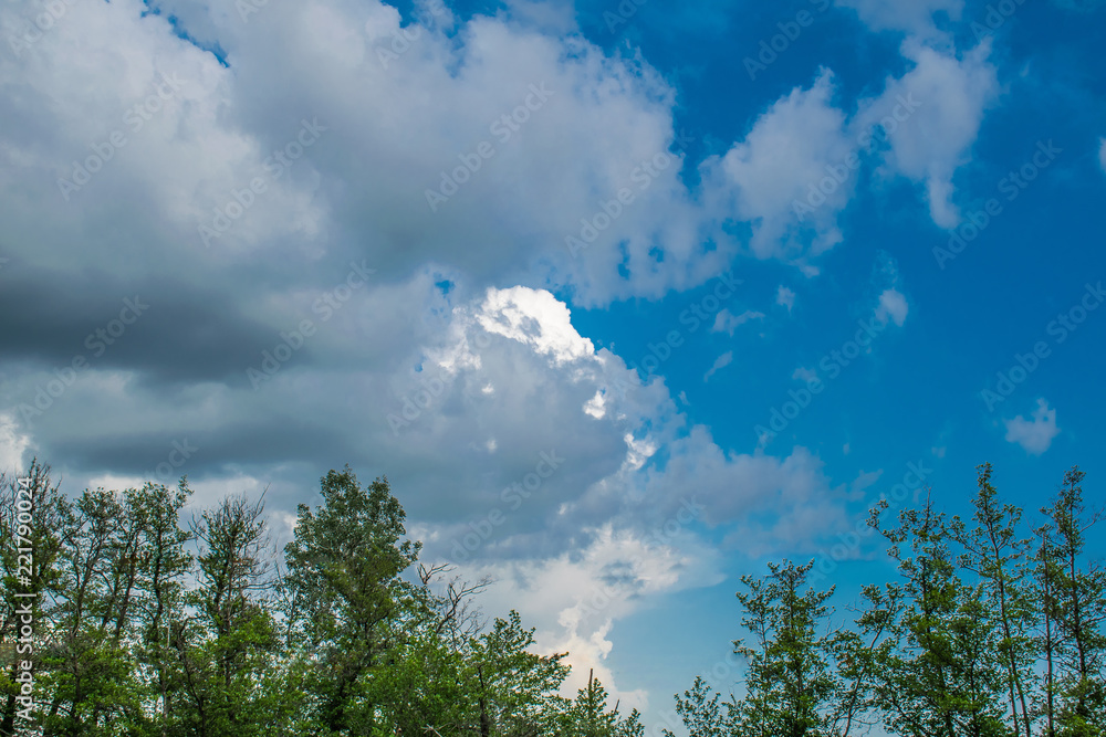 Pine forest, vegetation in Russia in the Rostov region. Firs and trees in the warm season, over the sky with clouds, in summer and in spring. Sand trails for walking on fresh and fragrant air from con Pine forest, vegetation in Russia in the Rostov region. Firs and trees in the warm season, over the sky with clouds, in summer and in spring. Sand trails for walking on fresh and fragrant air from con