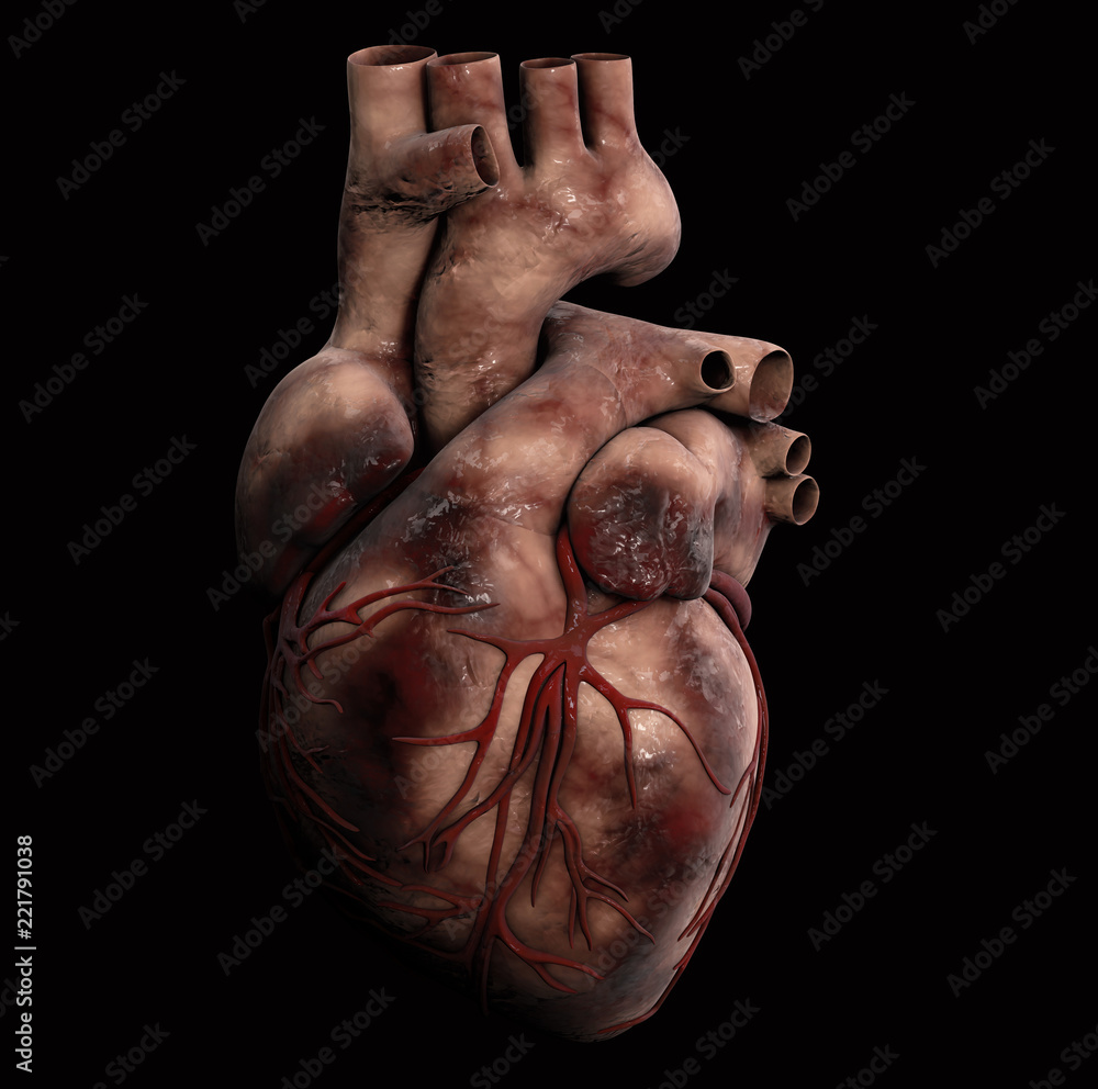 Human Heart - Anatomy of Human Heart 3d Illustration Human Heart - Anatomy of Human Heart 3d Illustration