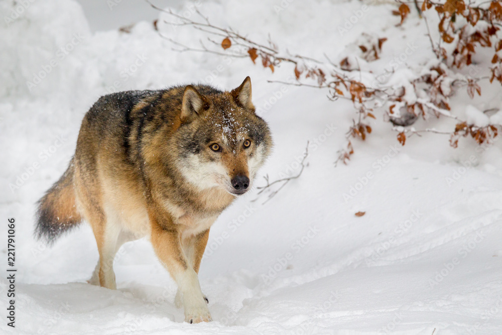 Fototapeta premium Wolf (Canis lupus) im Winter im Tier-Freigelände im Nationalpark Bayrischer Wald, Deutschland.