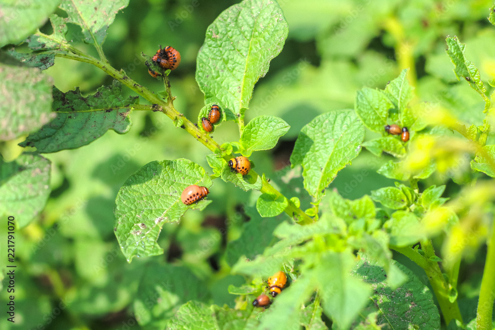 Colorado potato beetles Colorado potato beetles