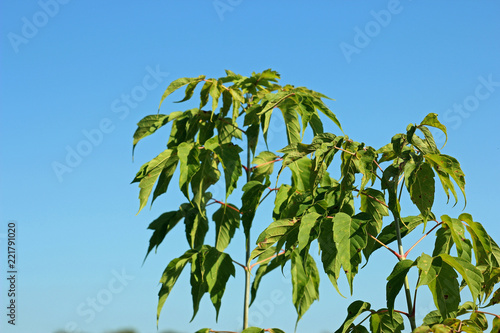 close up green leaves on blue sky background  summer day
