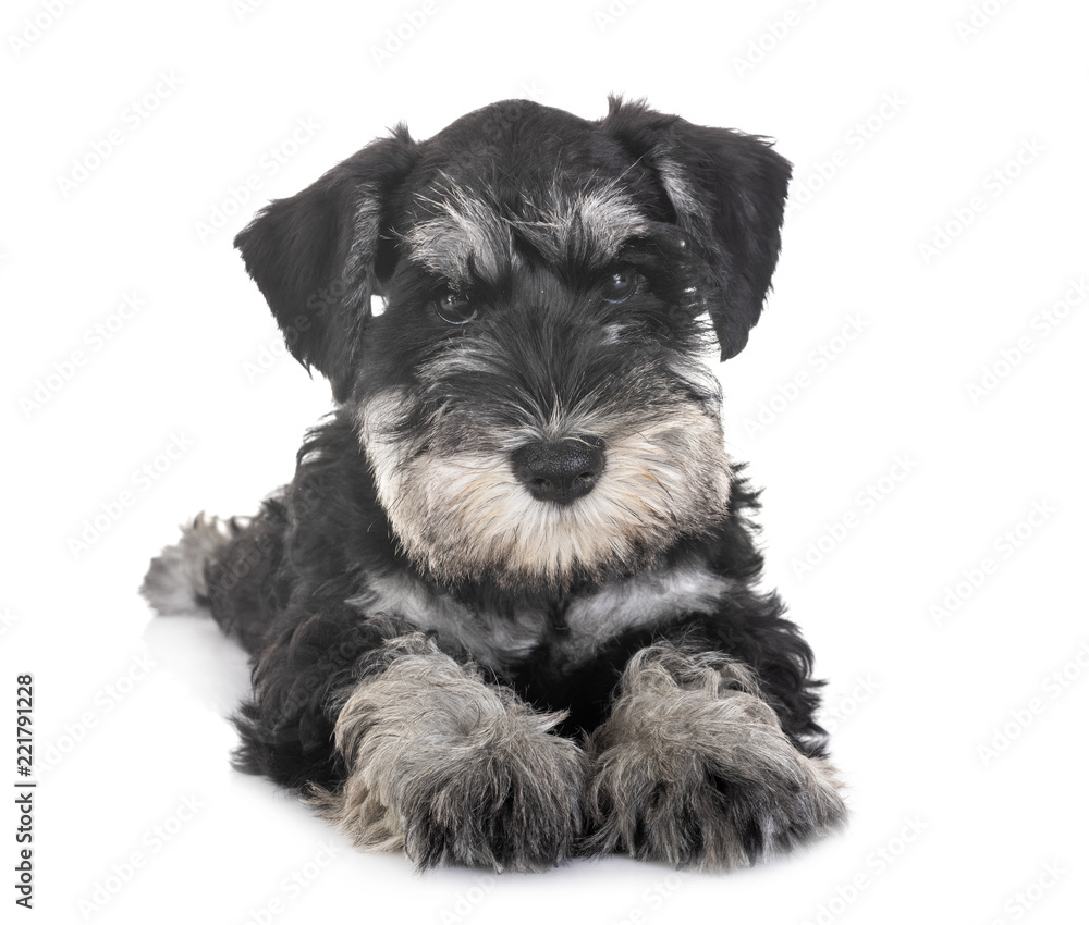 puppy miniature schnauzer