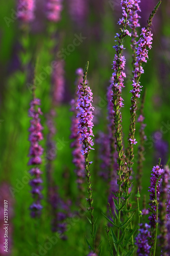 The beauty of the lavender