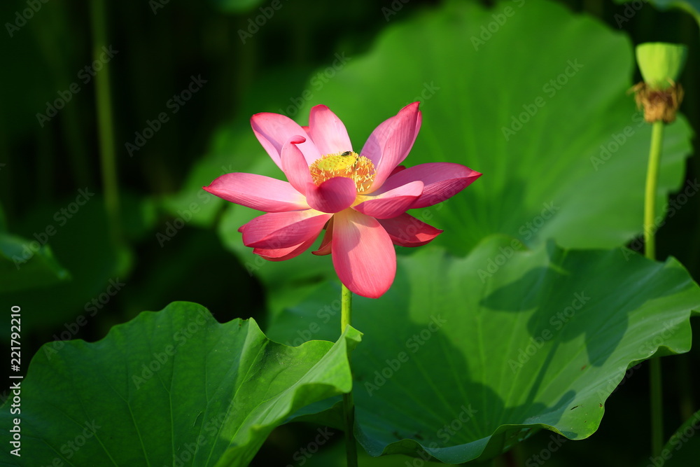 Blooming lotus flower, very beautiful Blooming lotus flower, very beautiful