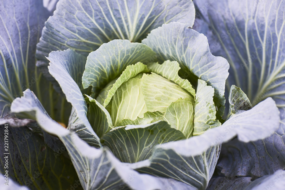 Obraz premium closeup of fresh cabbage in the vegetable garden