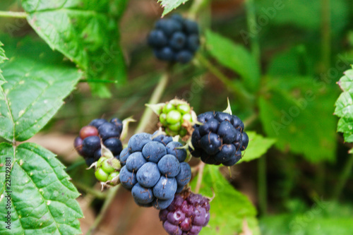 Ripe blackberry berries. Candid.
