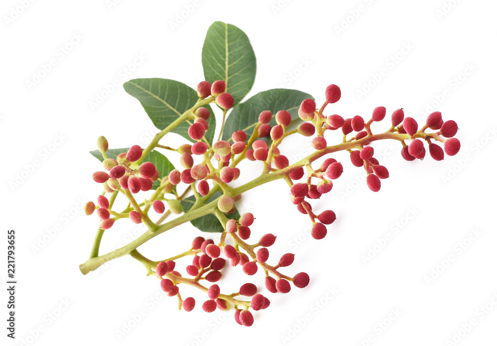 Obraz premium turpentine tree
