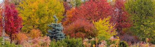 Obraz Różne drzewa i krzewy z jesiennymi różnokolorowymi liśćmi