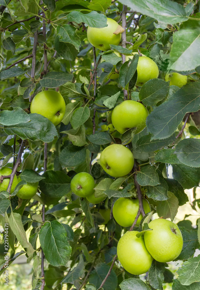 Branches of the apple tree with green apples