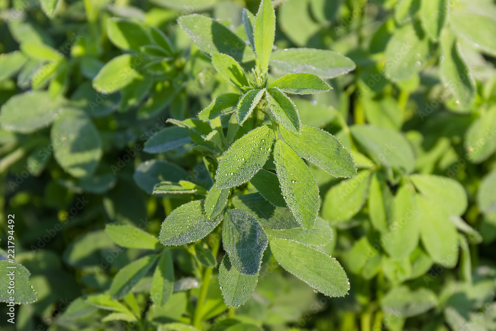 Alfalfa plant with dew drops on field close-up Alfalfa plant with dew drops on field close-up