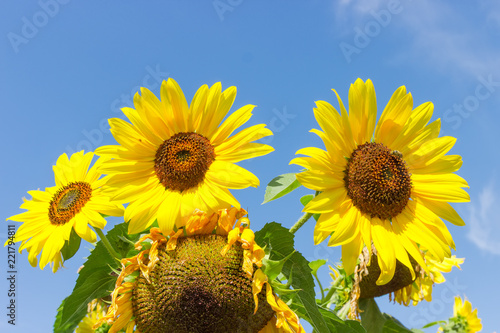 Fototapeta Naklejka Na Ścianę i Meble -  Flowers of sunflower and ripening sunflower heads against of sky