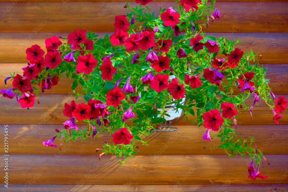 Fototapeta premium Red petunia against a wall of boards.