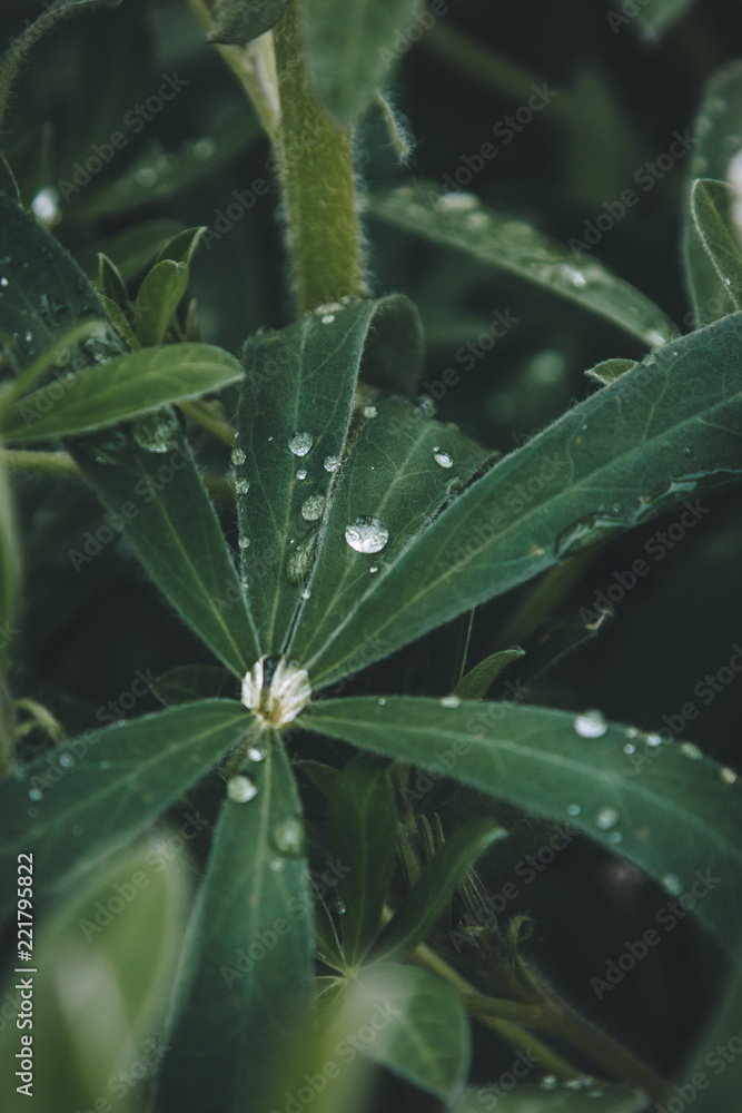 selective focus of green leaves with water drops selective focus of green leaves with water drops