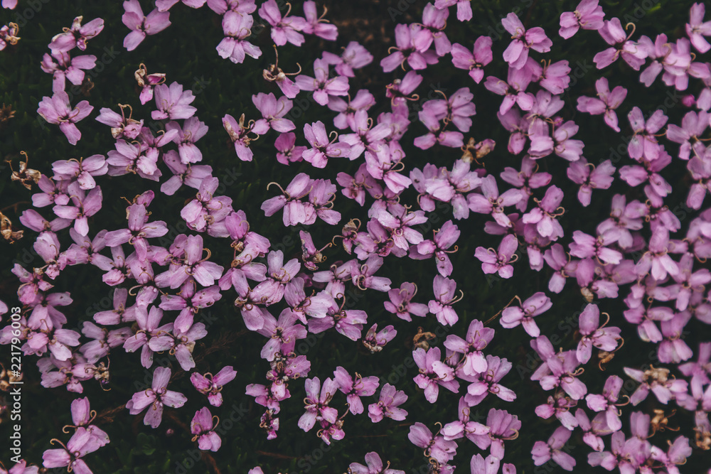 full frame image on pink moss campions in Iceland full frame image on pink moss campions in Iceland