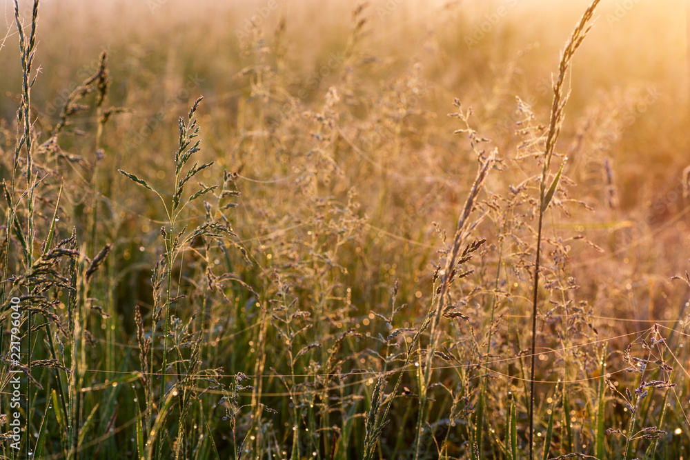 Fototapeta premium Grass with dew drops on field. Nature fresh outdoor background
