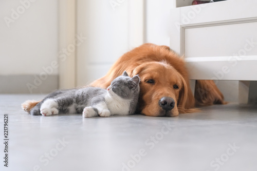 Golden Retriever and Kitten