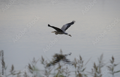 Grey Heron flying at sunrise at lake Mälaren in Bromma, Stockholm © Hans Baath